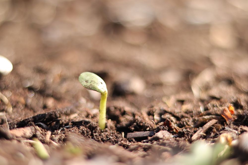 A healthy young seedling growing in rich, dark soil